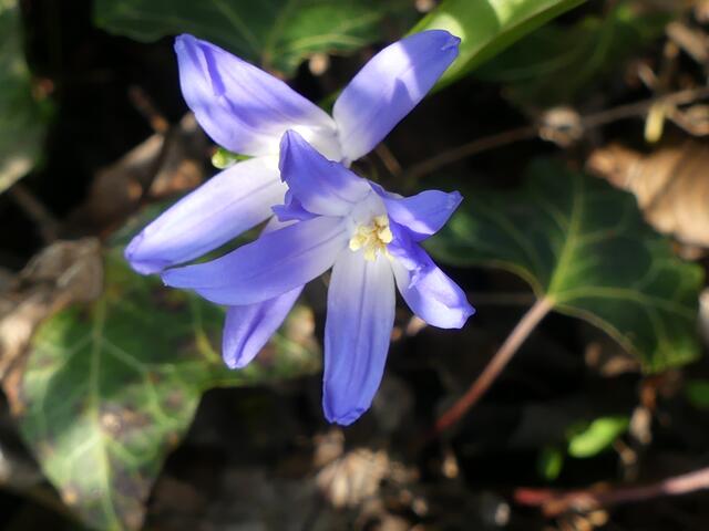 Die ersten blauen Blüten