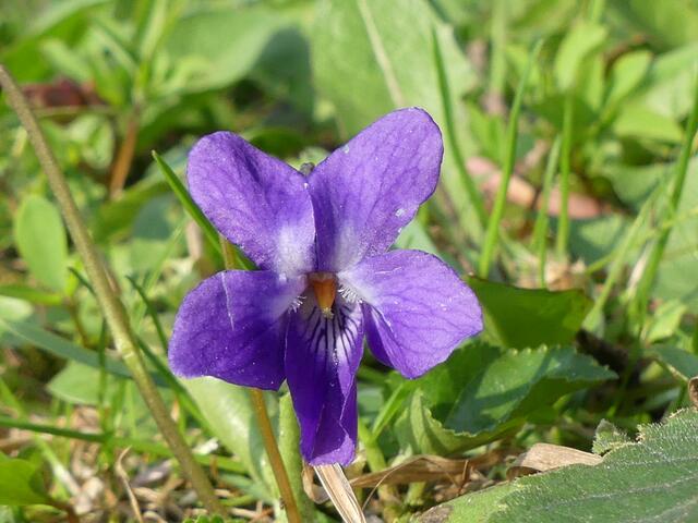 Und wenn blau, dann nicht nur Scilla. :-)))
