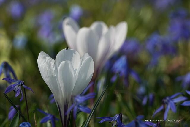 Der stolze Krokus....