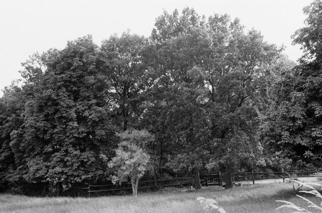Naturdenkmal in Bemerode