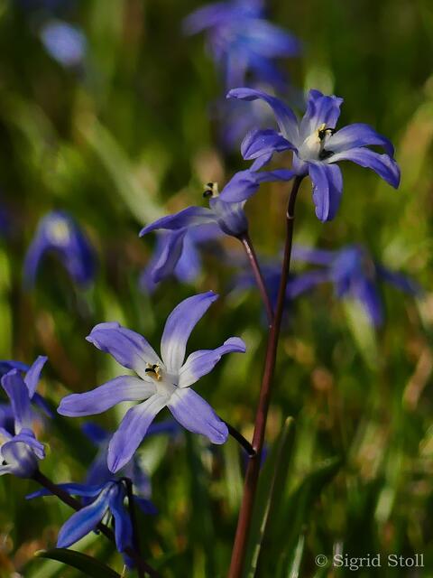 ... kleine Käfer sonnen sich...