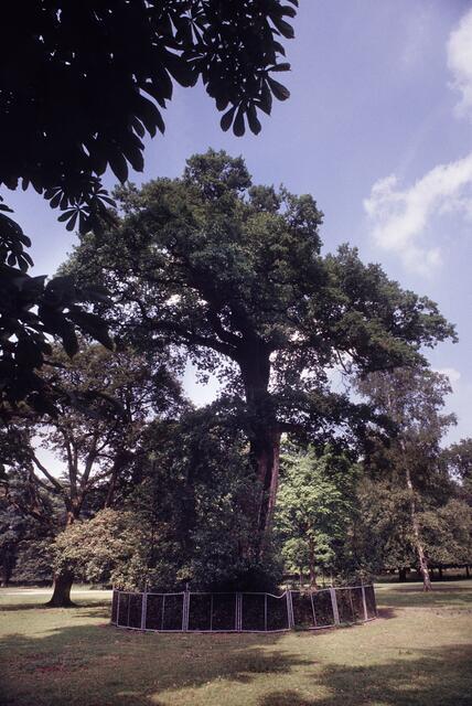 Naturdenkmal im Tiergarten.