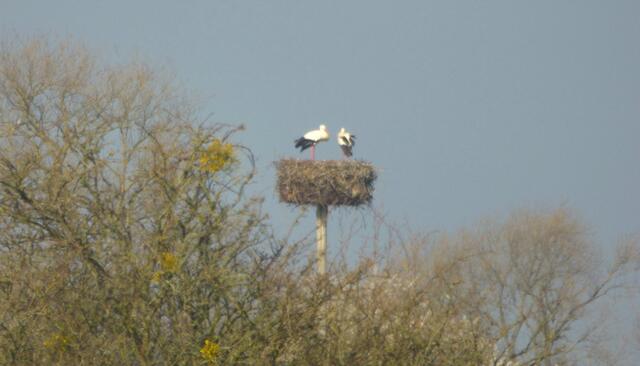 Storchennest Wülfel