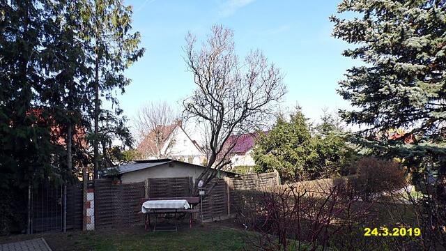 12  24.3.2019 - Sonntagsbilder - Fliederbaum (12) ! Temp: 6:58 / 6,1°C plus und 11:52 plus 10,8°C / Es werden Höchsttemperaturen von 10° (gefühlt: 9°) und leichte Brise (9 km/h) aus Nordnordwest mit frischen Böen (31 km/h) erwartet. Es kommt zu Niederschlagsmengen von ≤ 0,1 l/m², die Niederschlagswahrscheinlichkeit beträgt 29%, die Sonne scheint seit 11:40h .