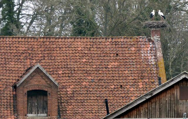 Wilkenburg Störche