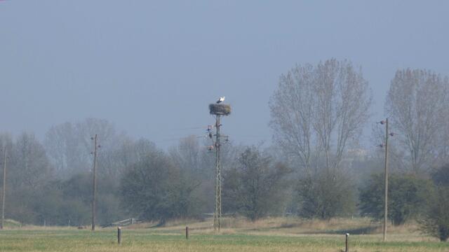 Storchennest Grasdorf