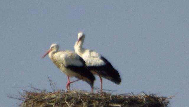 Storchennest Wülfel