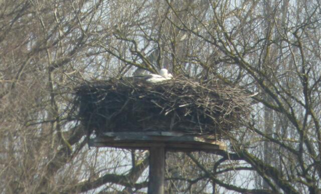 Storchennest Alt Laatzen