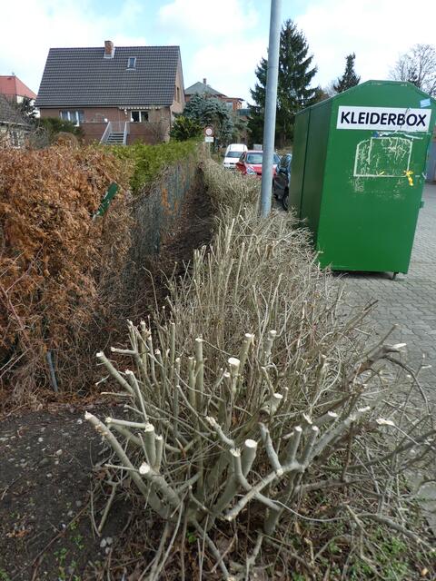 Hecke beim Nett in Mueß , vermutlich stand diese Hecke sogar unter Naturschutz.