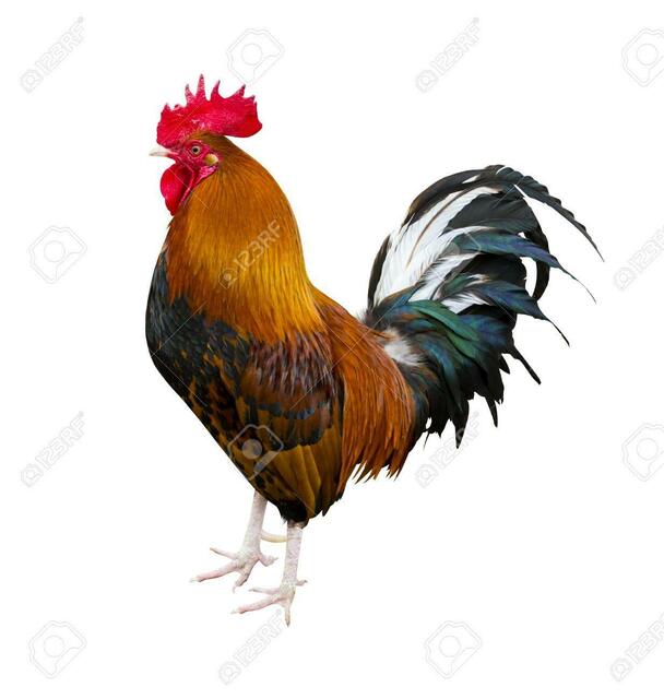 Der Hahn so könnte er ausgesehen haben cock. Rooster portrait. Rooster on a farm. Rooster and chickens. farm. a family. beautiful male rooster isolated on white background. farm. Domestic bird