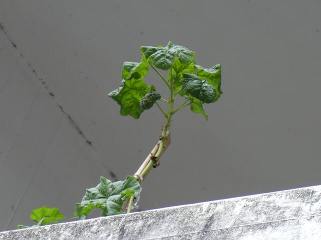 Irgendwie................