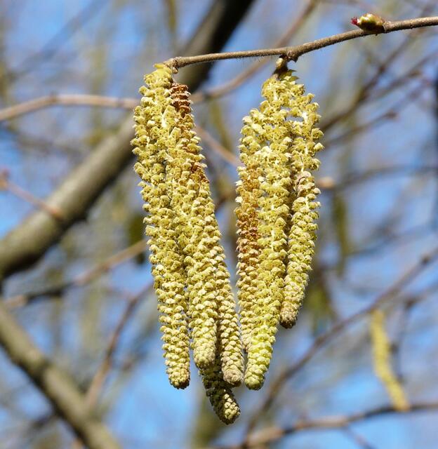 Die männlichen lang herabhängenden Blütenstände der Haselnuss ( Corylus avellana) und die weiblichen Blütenstände (rechts oben im Bild), die Blattknospen ähneln. Aus den Knosenschuppen ragen bei ihnen rote Griffel.