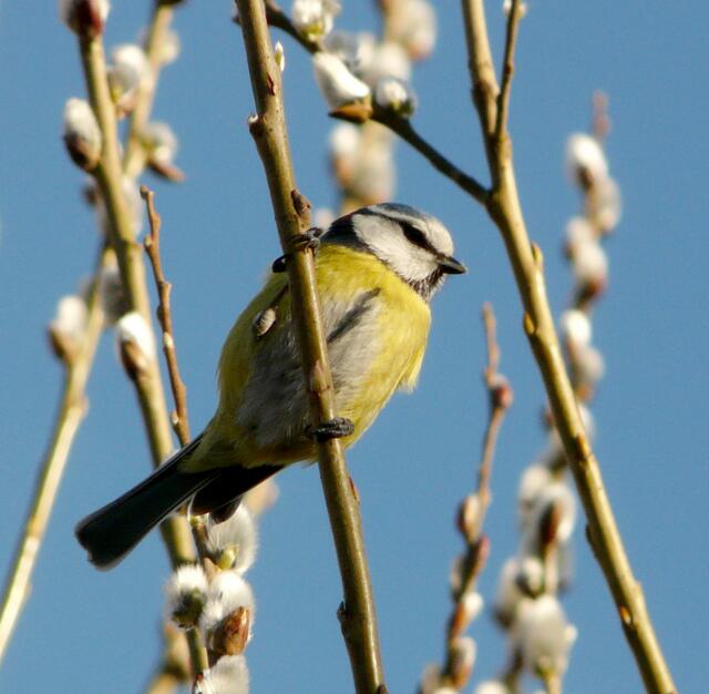 Auch für die kleine Blaumeise ist der Frühling mit seinen wärmenden Sonnenstrahen eine wundervolle Zeit!