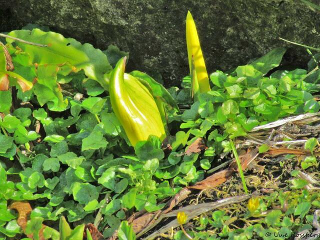 Die erste Calla wächst