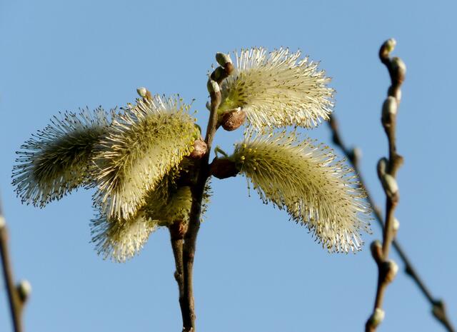 Weidenkätzchen im Frühlingssonnenschein.