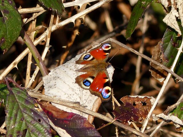 Von der Frühlingssonne geküsst - Im Dornengestrüpp! Das TAGPFAUENAUGE (Inachis io) hat als wunderschöner Schmetterling den Winter überstanden - Immer wieder ein kleines Wunder der Natur! Wie es ihm ergangen ist erfahrt ihr aus dem Text: "Der Falter im Frühling".