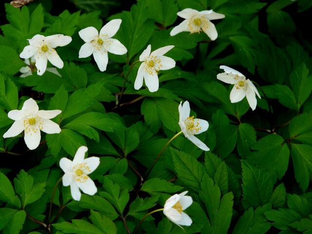 Das Buschwindröschen (Anemone nemorosa). Sonnenhungrig erscheint es zeitig im Frühjahr auf den Waldböden wenn die Bäume noch kein Laub tragen.