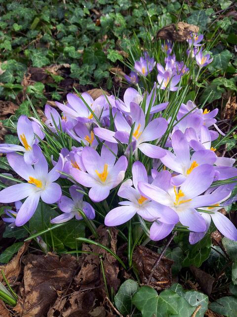 Der Krokus verkündet als einer der ersten den Frühling.