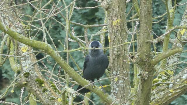 Dieser ist doch herrlich