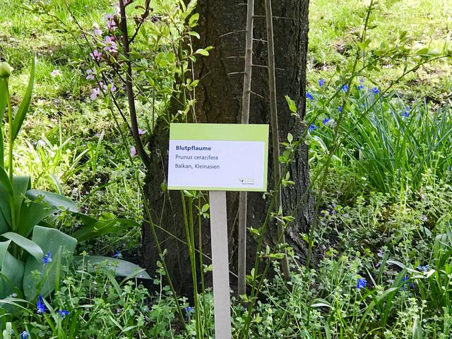 30. März 2019. Im Park. Blutpflaume.