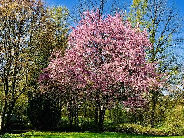 30. März 2019. Im Park. Blutpflaume.