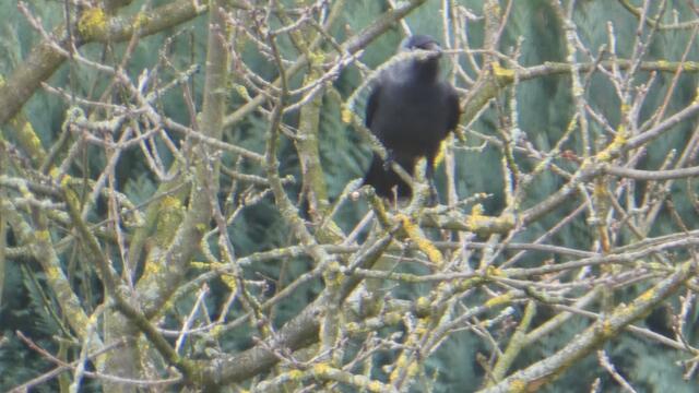 Und jetzt schnell zum Nest
