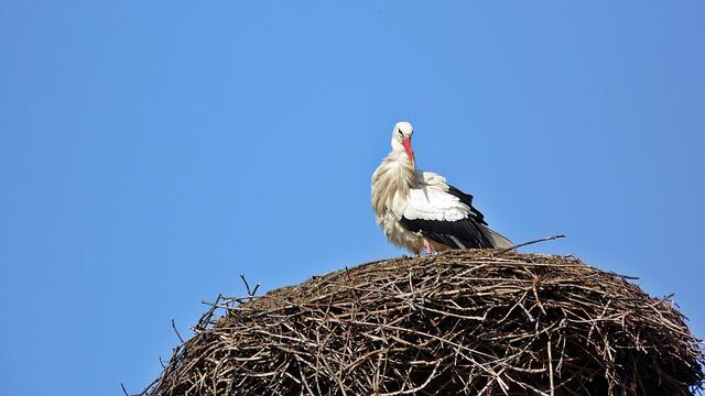 Das Memlebener - Storchennest am 30.3.2019 !