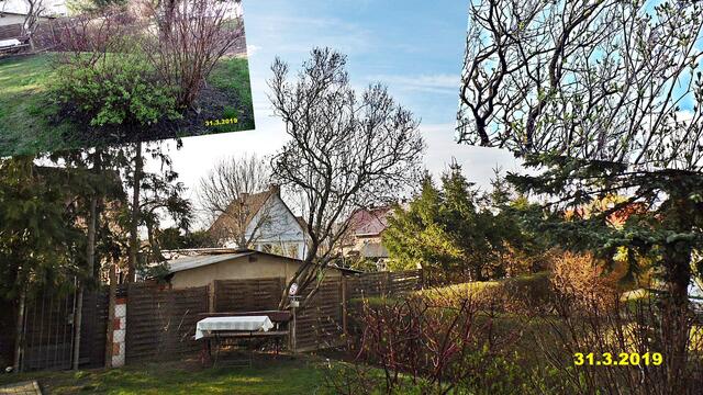 13  31.3.2019 - Sonntagsbilder - Fliederbaum (13) ! Temp: 5:48 / 2,1°C plus und 11:02 plus 10,7°C / Es werden Höchsttemperaturen von 11° (gefühlt: 9°) und schwacher Wind (13 km/h) aus Nord mit frischen Böen (31 km/h) erwartet. Es kommt zu Niederschlagsmengen von ≤ 0,1 l/m², die Niederschlagswahrscheinlichkeit beträgt 32%, die Sonne scheint 4 Stunden.