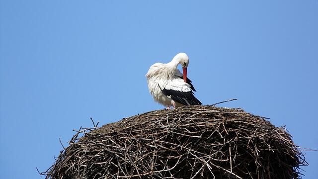 Das Memlebener - Storchennest am 30.3.2019 !