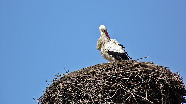Das Memlebener - Storchennest am 30.3.2019 !