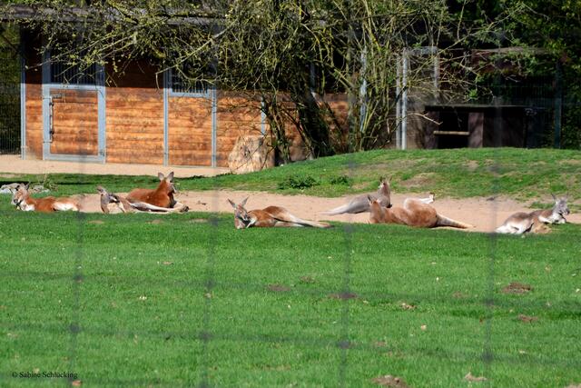 Nach der Geburt kriecht das neugeborene Känguru sofort in Beutel der Mutter.