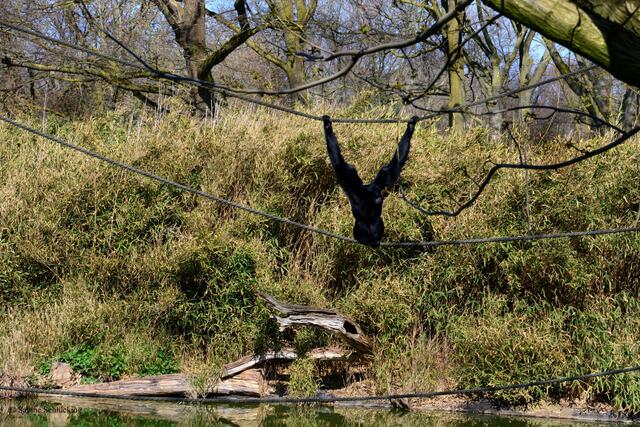 Der Siamang gehört zur Gruppe der Gibbons, kann zwischen 8 und 16 kg wiegen. Nach einer Tragzeit zwischen 189 und 239 Tagen kommt ein Junges zur Welt, selten 2. Die Lebenserwartung beträgt ca. 30 Jahre. Der Siamang hat eine Armspannweite von 1,80 m.