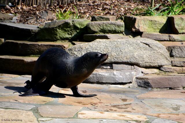Die Kalifornischen Seelöwen werden bereits seit 1955 im Zoo Dortmund gehalten.
