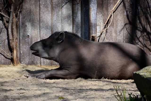 Der Flachlandtapir kann bis zu 30 Jahre alt werden und ist einzelgängerisch. Sie leben gern in Gewässernähe und sind gute Schwimmer.