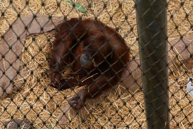 Orang Utan