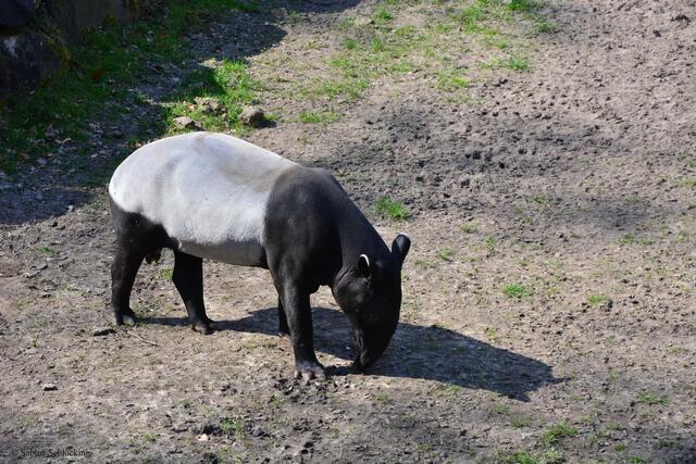 Schabrackentapir