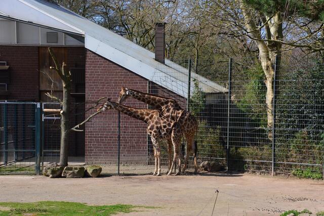 Angola-Giraffen