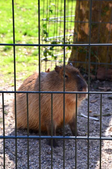 Capybara