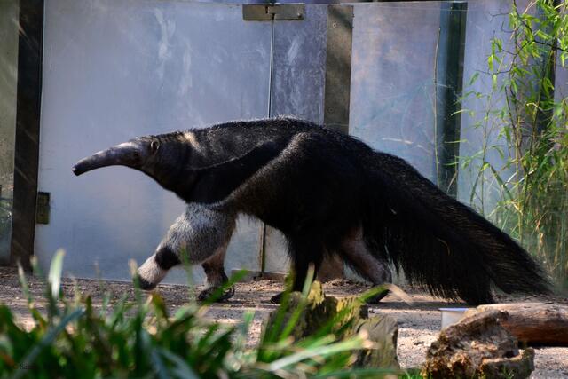Großer Ameisenbär