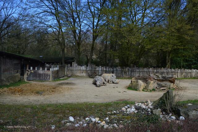 Breitmaulnashörner gehören nach dem Elefanten zu den schwersten Landsäugetieren der Welt. Ein erwachsener Bulle wiegt bis zu zweieinhalb Tonnen.