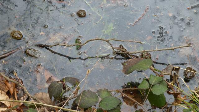 Ein Gewusel unter Wasser