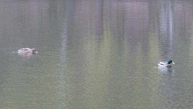 Enten fühlen sich hier wohl