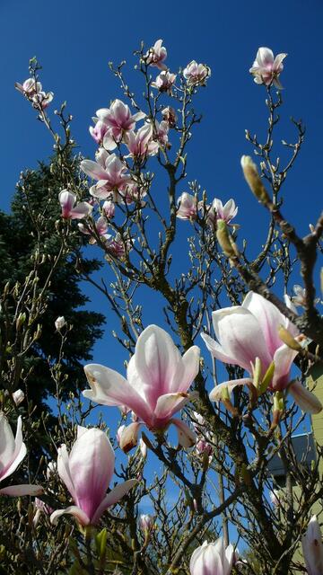 Bild: Günter Presnitz