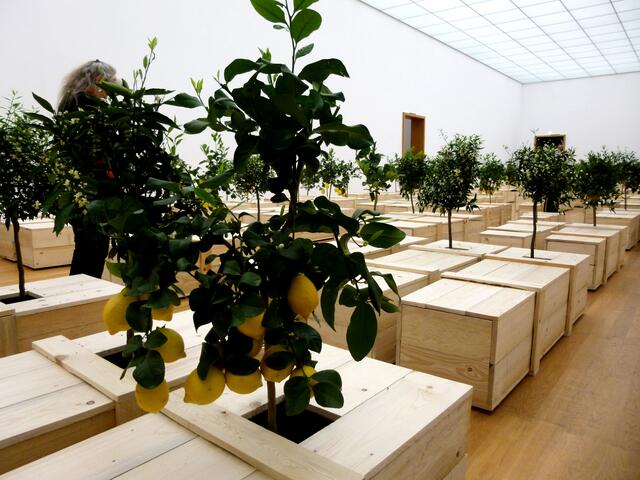 "EX it" aus 100 Holzsärgen wachsen Zitronenbäume und füllen mit ihrem Duft den Raum.