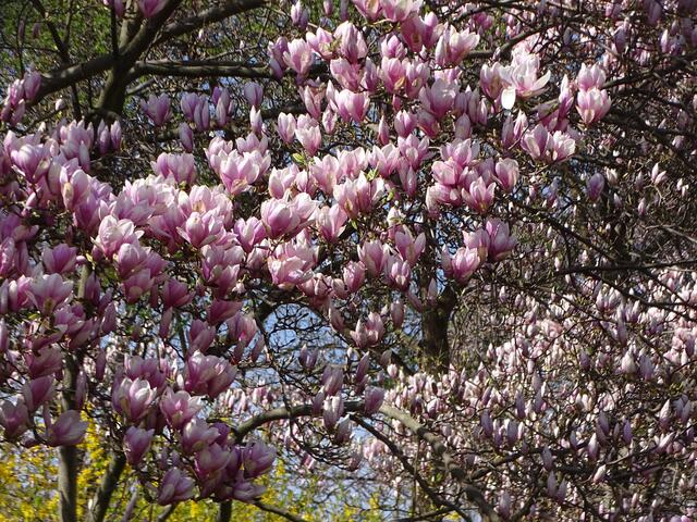 Magnolien-/Tulpenbaum-Blüte im Wiener Kongresspark