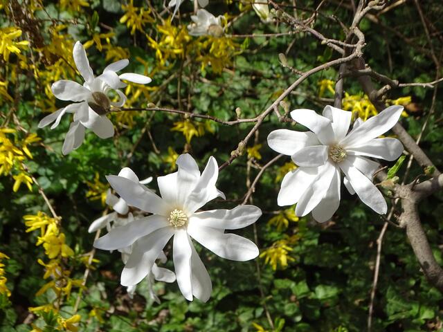 Stern-Magnolien im Wiener Kongresspark