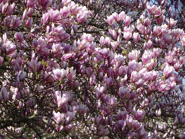 Magnolien-/Tulpenbaum-Blüte im Wiener Kongresspark