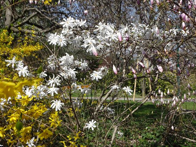 Stern-Magnolien im Wiener Kongresspark