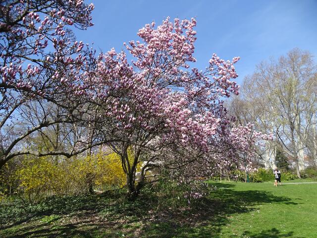 Magnolien-/Tulpenbaum-Blüte im Wiener Kongresspark