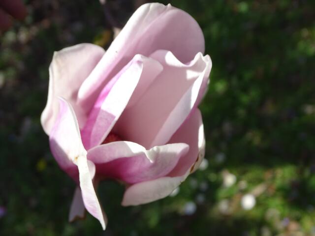 Magnolien-/Tulpenbaum-Blüte im Wiener Kongresspark